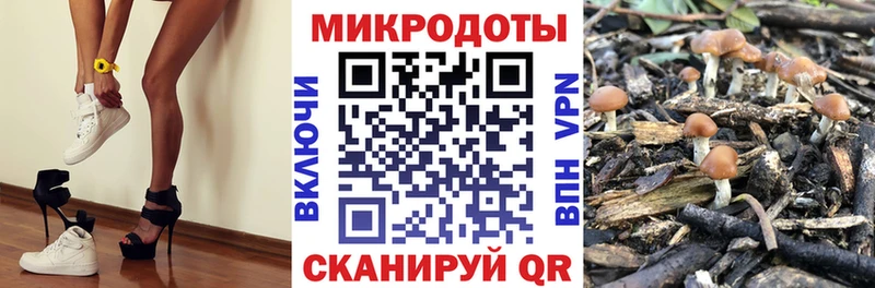 Галлюциногенные грибы Psilocybine cubensis  Иннополис 